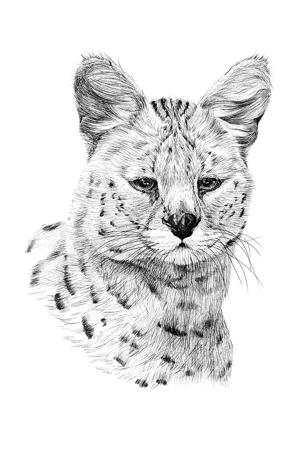 Hand drawn serval portrait, sketch graphics monochrome illustrat