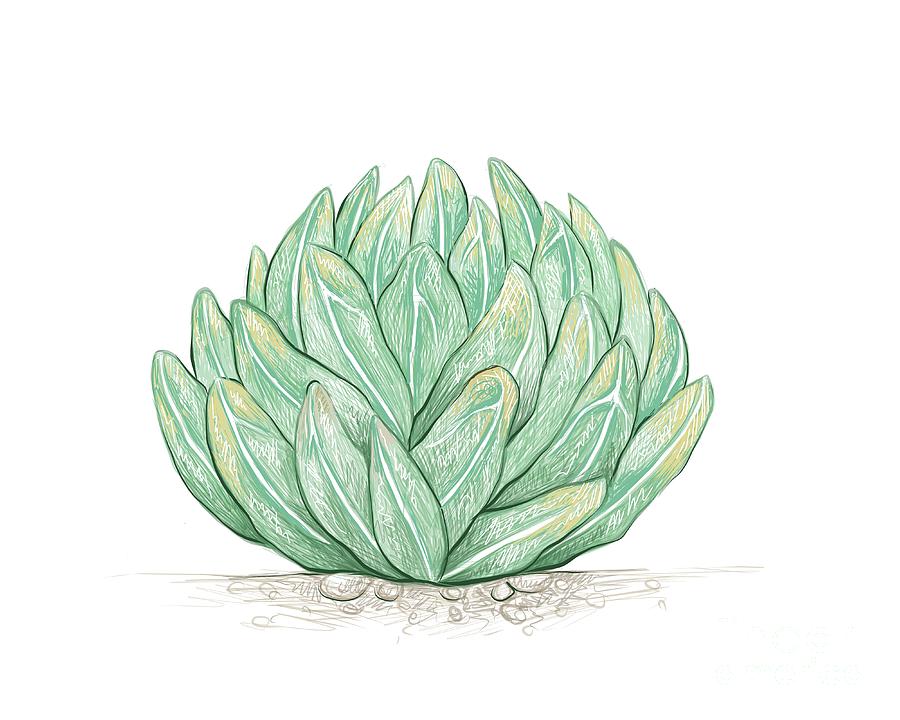 Hand Drawn Sketch Of Agave Victoriae Reginae Plant Drawing