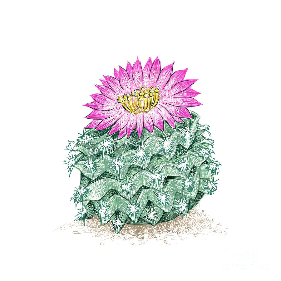 Free: simplicity cactus plant freehand drawing flat - nohat.cc