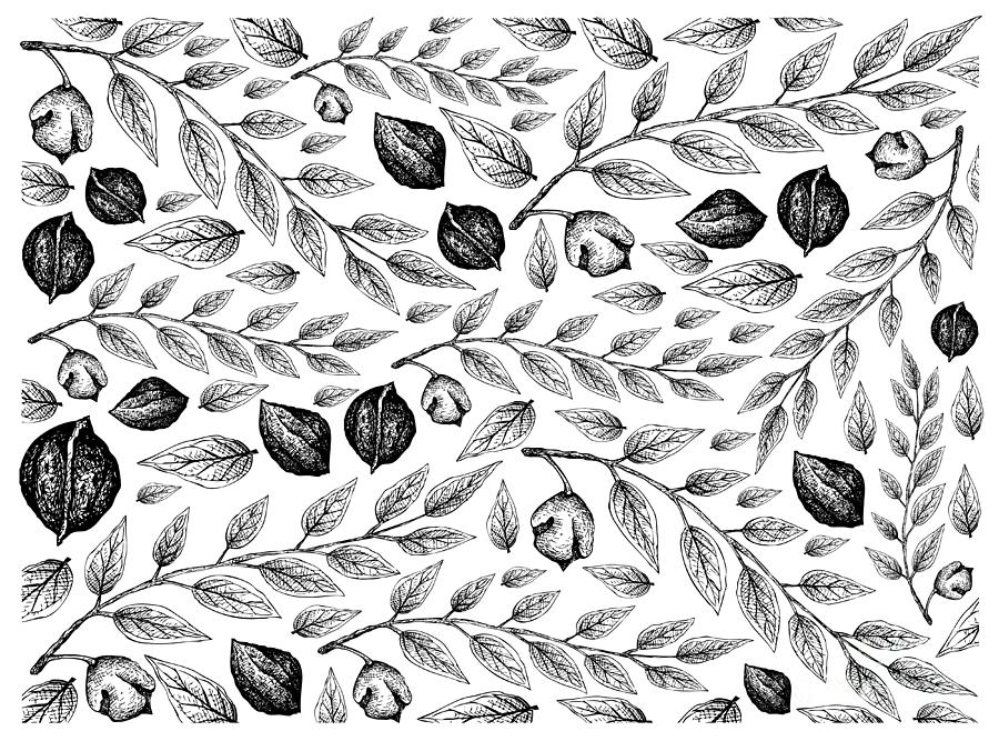 Hand Drawn Sketch of Black Walnuts Background Drawing by Iam Nee - Fine ...