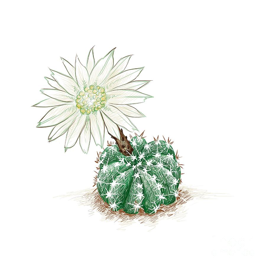 Cactus plant sketch Royalty Free Vector Image - VectorStock