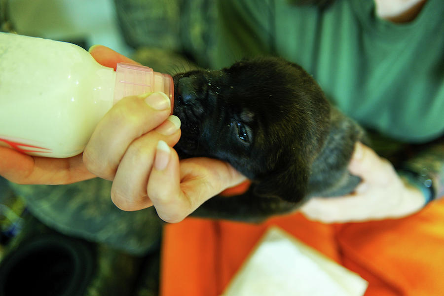 Hand feeding a puppy Photograph by Jeff Swan