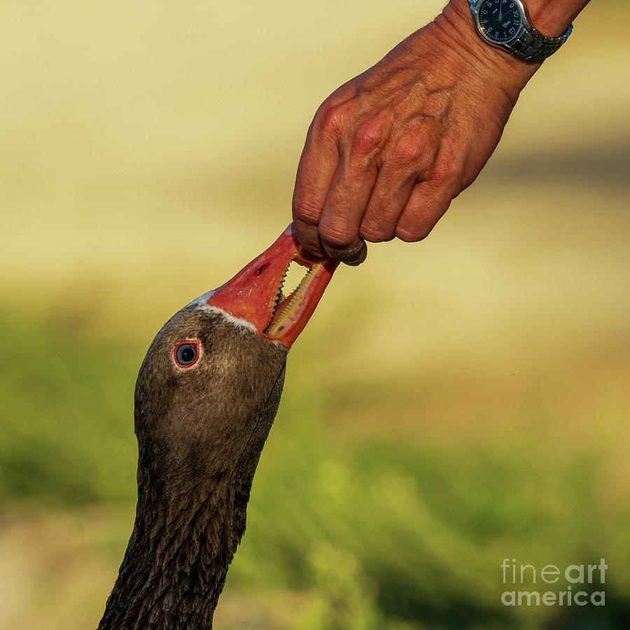 Hand Feeding Graylag Goose Anser anser Costa Ballena Cadiz Photograph by Pablo Avanzini