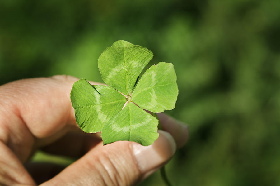 Hand Holding a Four Leaf Clover Green Good Luck Charm Photograph by YangYin