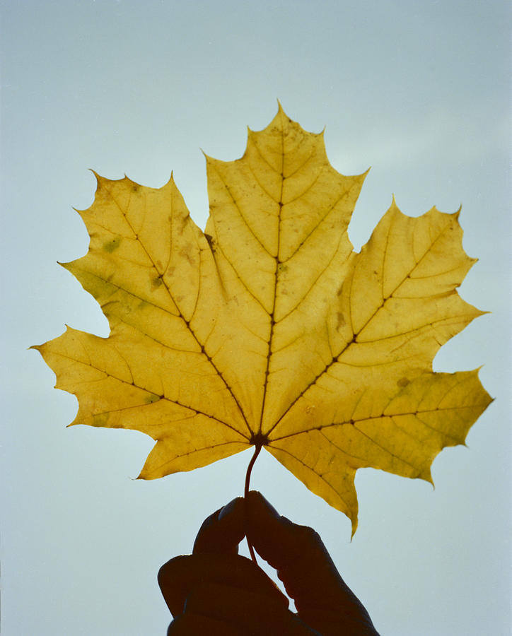 Hand holding yellow maple tree leaf in West Virginia in autumn Photograph by Elliott Kaufman Photography