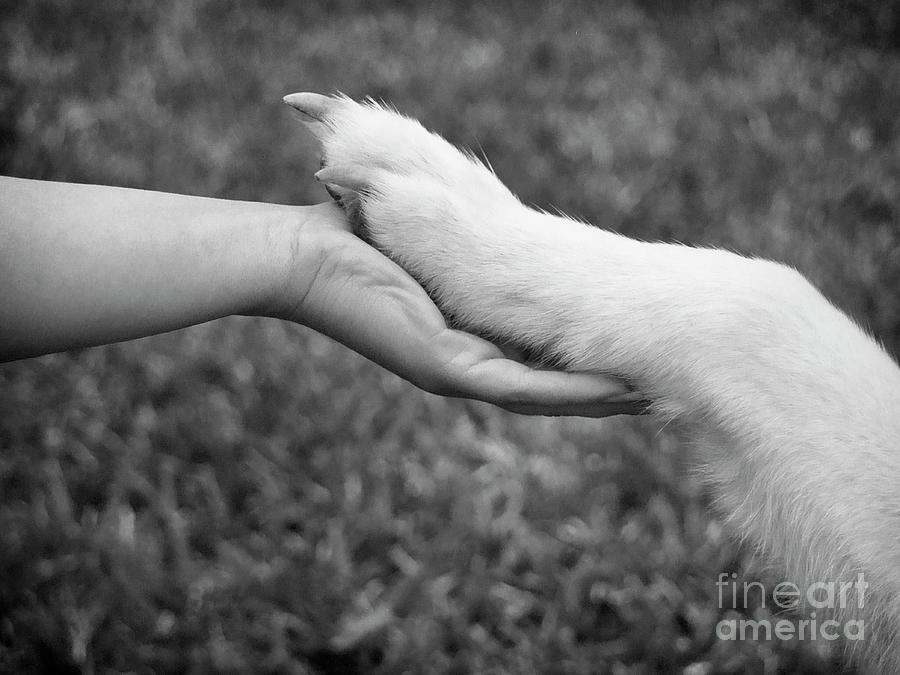 Hand in Paw Photograph by Renee Spade Photography