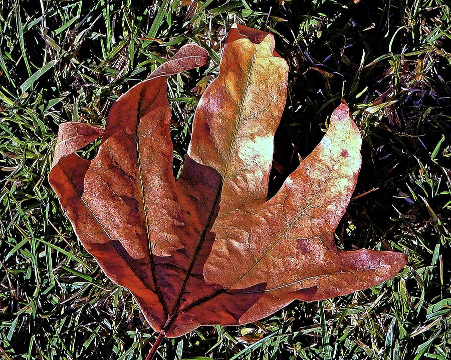 Hand Leaf Photograph by Andrew Lawrence