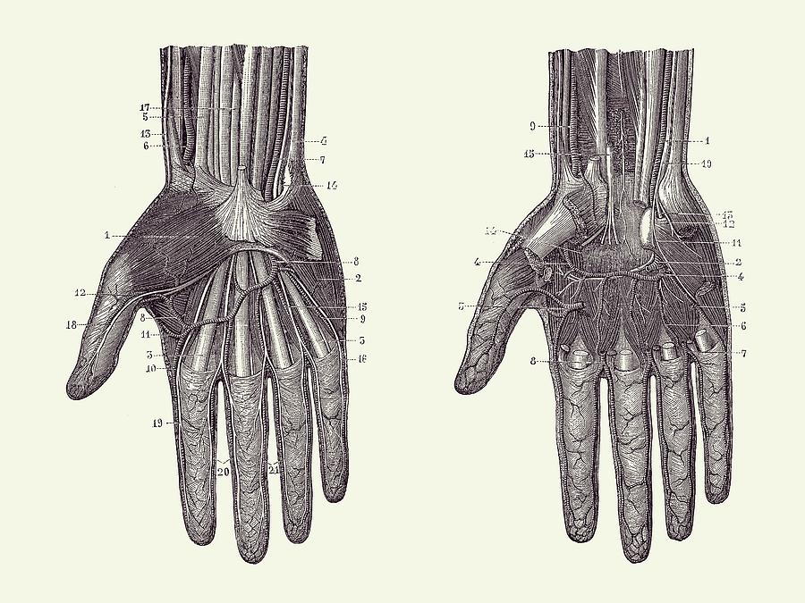 Hand Muscular and Circulatory Systems - Dual View - Vintage Anatomy 2 Drawing by Vintage Anatomy Prints