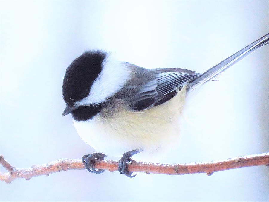Hold On Little Chickadee Photograph by Lori Frisch