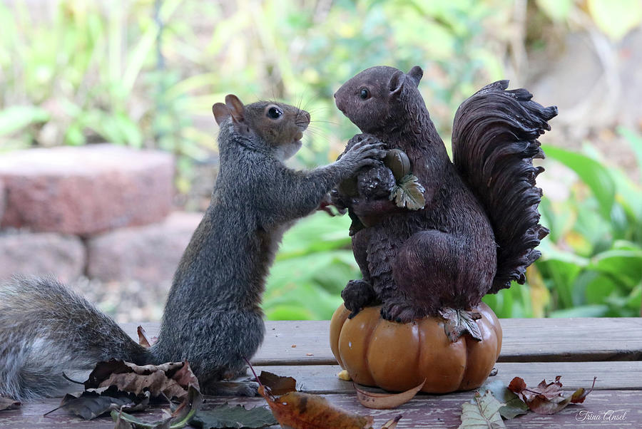 Hand Over a Nut Please Photograph by Trina Ansel