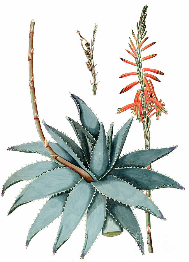 Hand Painted Aloe Vera Botanical Print G5 Photograph
