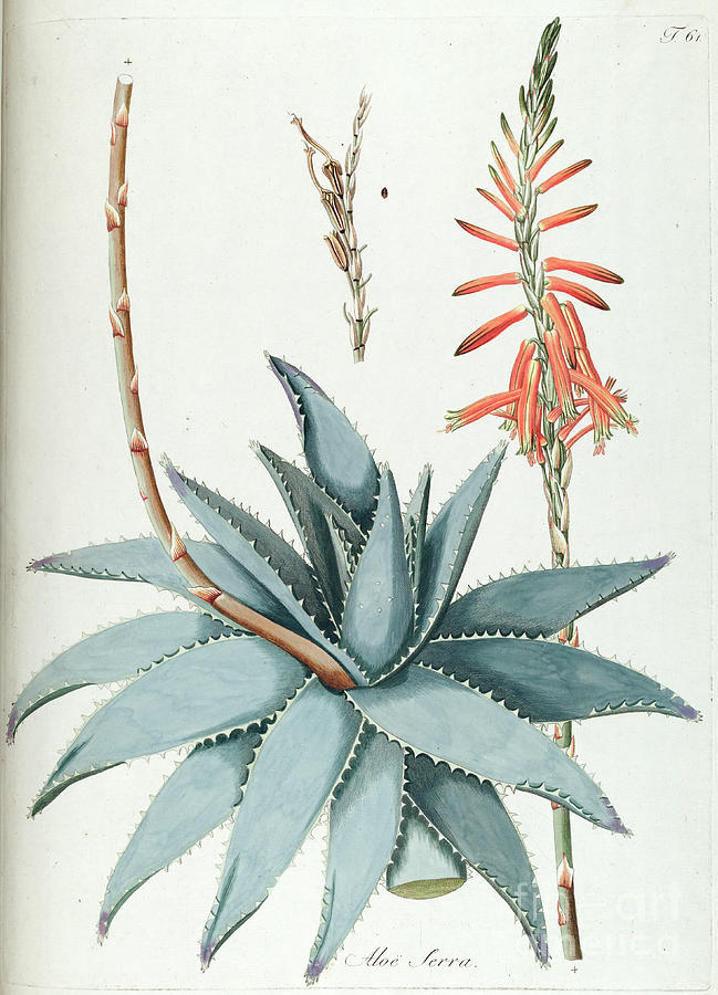 Hand painted Aloe Vera botanical print o Photograph by Botany