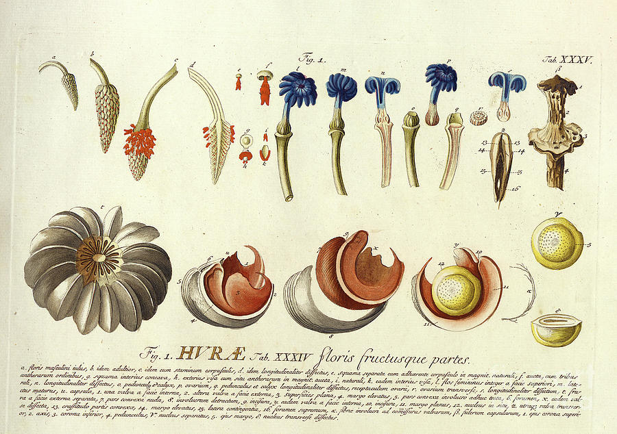 Hand Painted Parts Of A Flower O2 Photograph by Botany
