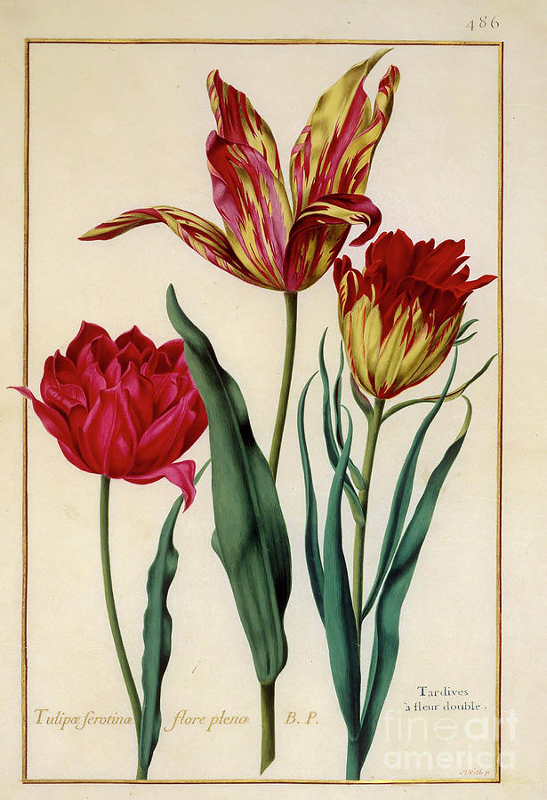 Tulip Photograph - Hand Painted Tulips O by Botany