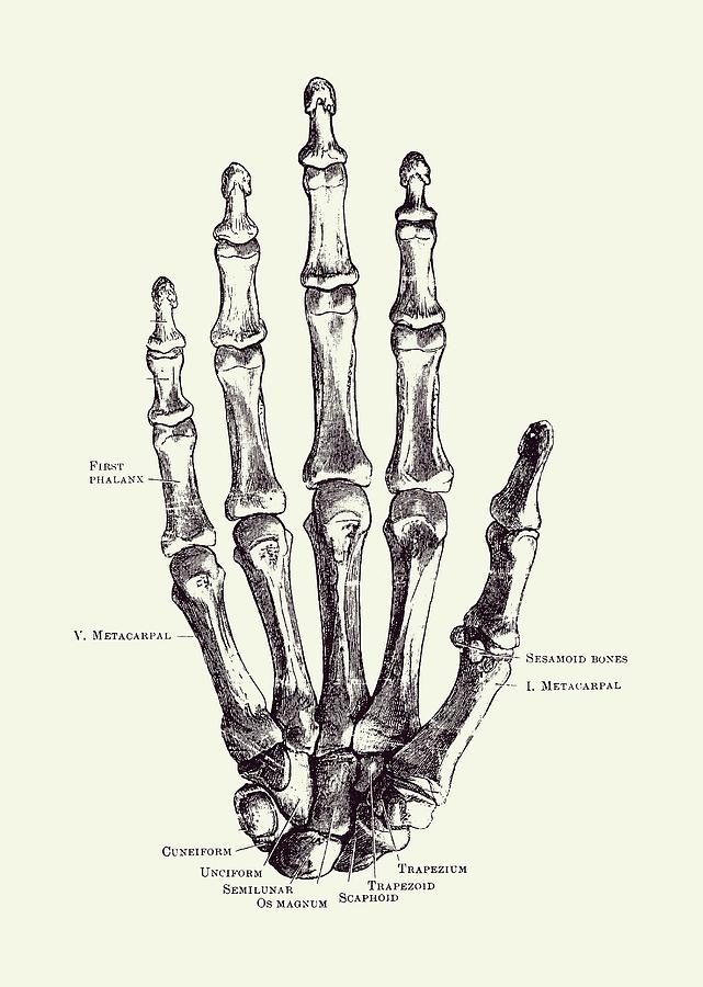 Hand Skeletal Diagram - Vintage Anatomy Poster 2 Drawing by Vintage Anatomy Prints