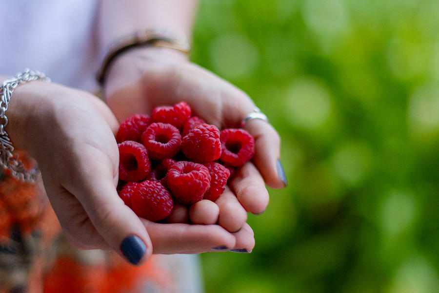 Handful of home grown raspberries, side view Photograph by Danielle Kiemel