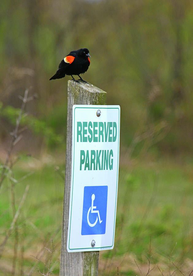Handicapped Blackbird Photograph by Mike Martin