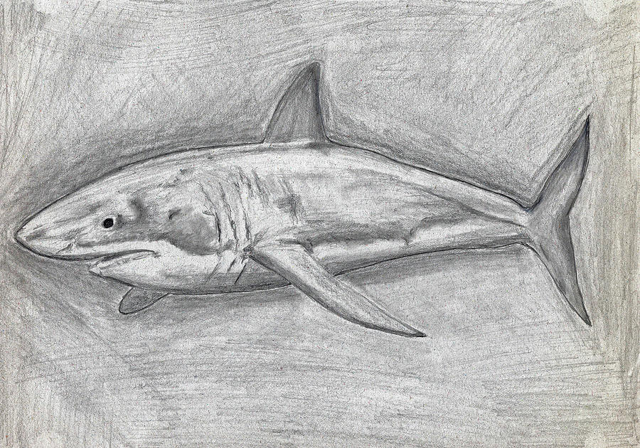 Learn How to Draw a Great White Shark in Seven Easy Steps