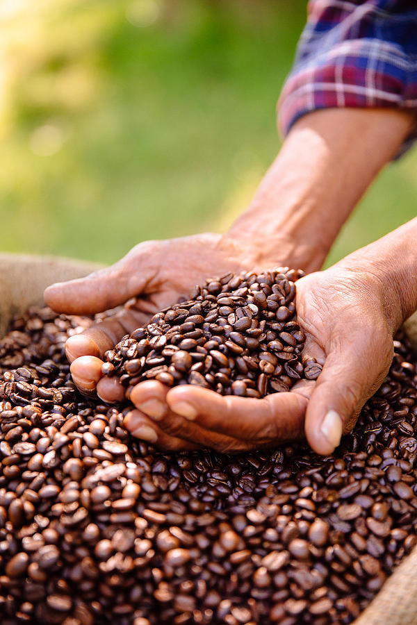 Hands holding a crop of aromatic coffee beans Photograph by Wundervisuals