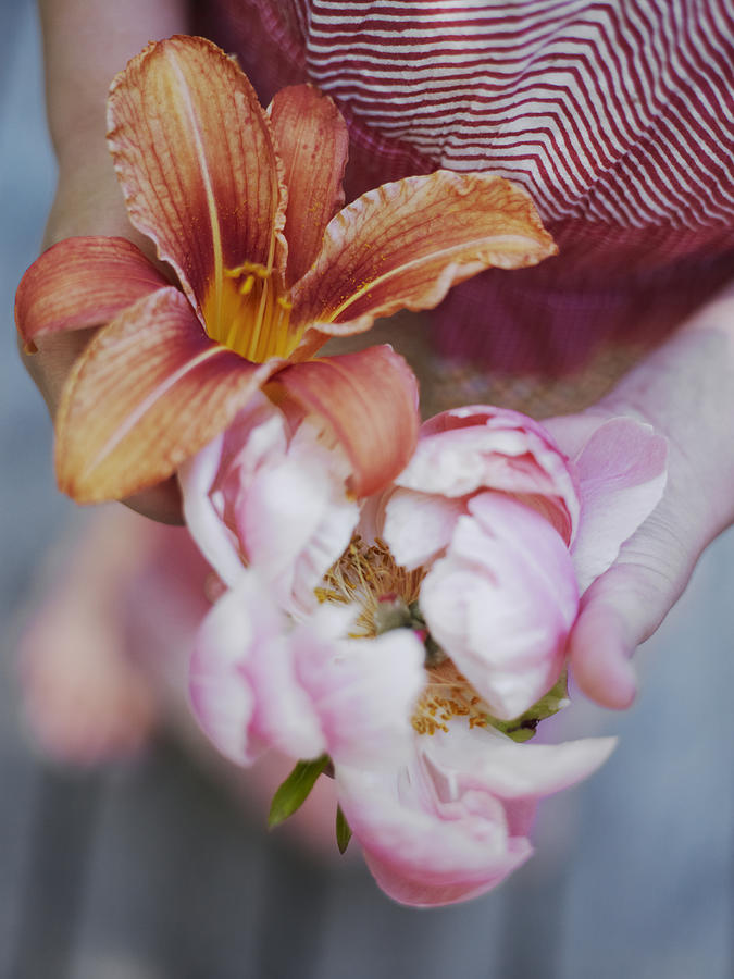 Hands holding lily and peony, close-up Photograph by Johner Images