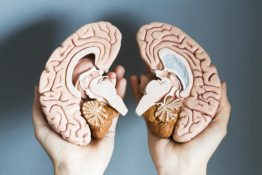 Hands holding two hemispheres of human brain Photograph by Dimitri Otis