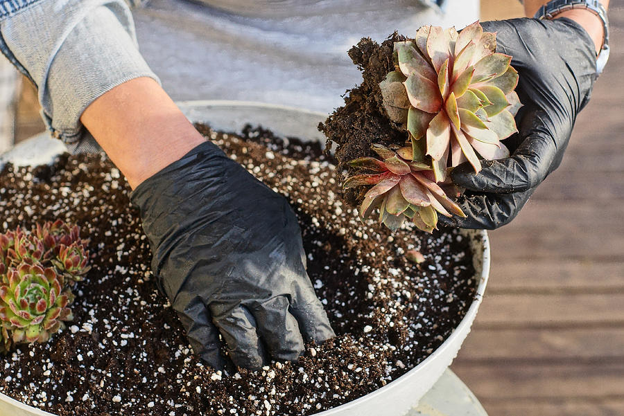 Hands Of A Gardener In Black Gloves Plants Decorative Small Colored Plants Photograph by Анатолий Тушенцов