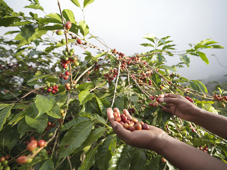 Hands Picking Coffee Beans Photograph by Monty Rakusen