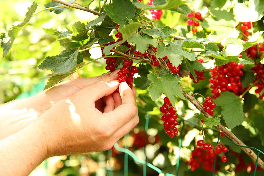 Hands picking ecological red currant berries. Photograph by Pejft