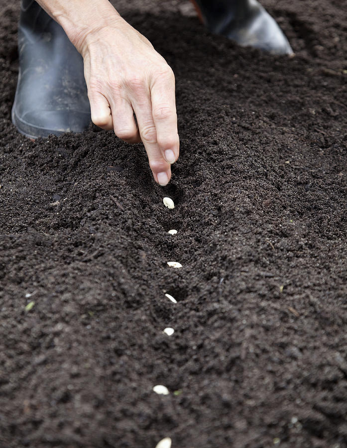 Hands Planting Seeds In The Soil Photograph by Compassionate Eye Foundation/Steven Errico