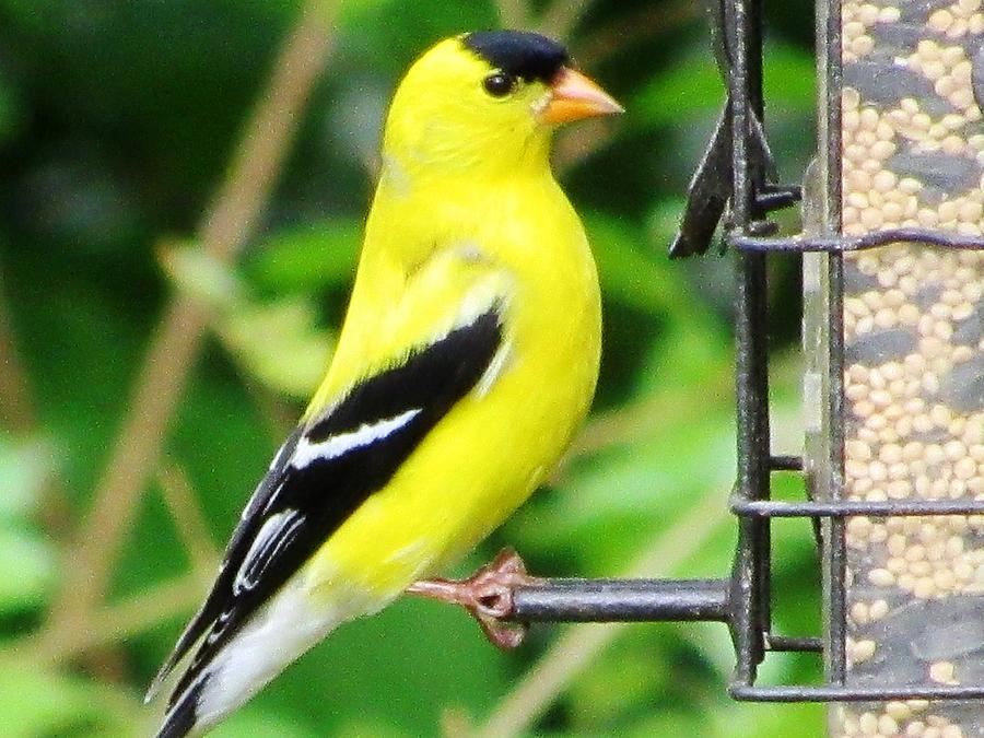 Handsome American Goldfinch Photograph by Belinda Lee