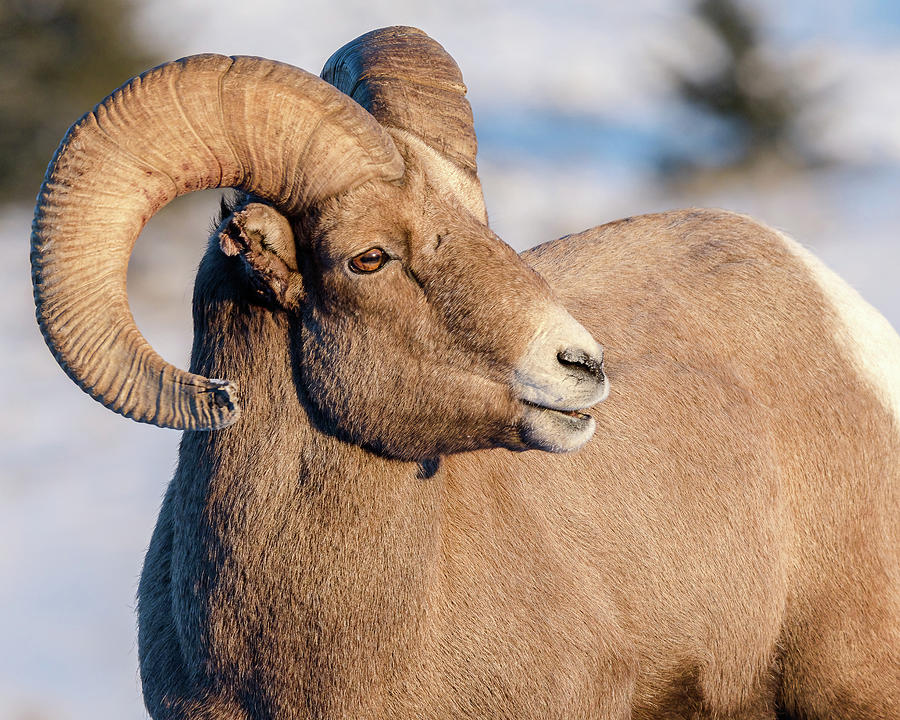 Handsome Big-Horn Ram In Winter Photograph by Yeates Photography