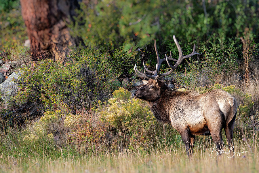 Handsome Photograph by Bitter Buffalo Photography - Fine Art America