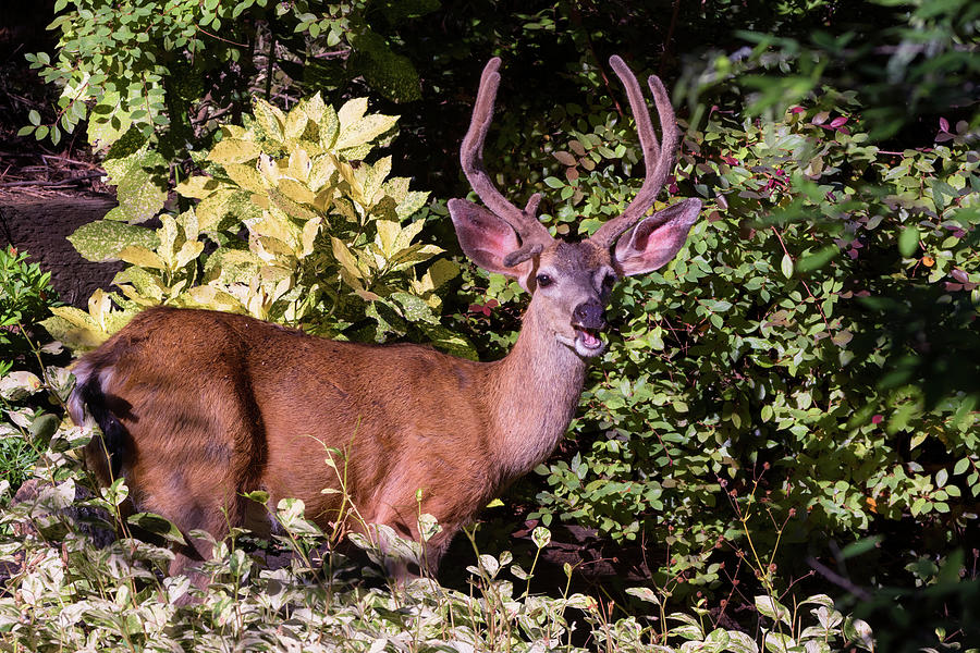 Handsome Buck Deer in the Garden Photograph by Kathleen Bishop