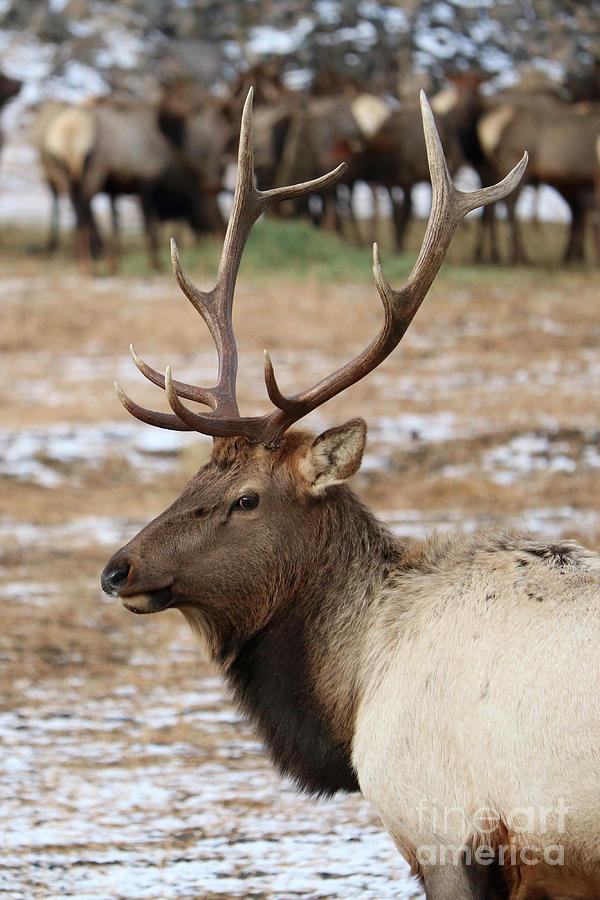 Handsome Bull Elk Photograph by Carol Groenen