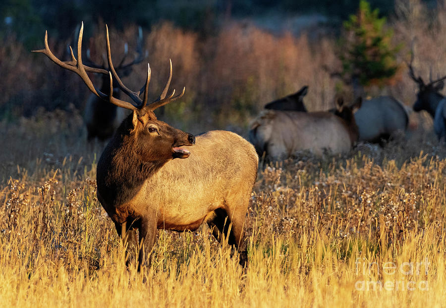 Handsome Bull Elk In Autumn Photograph