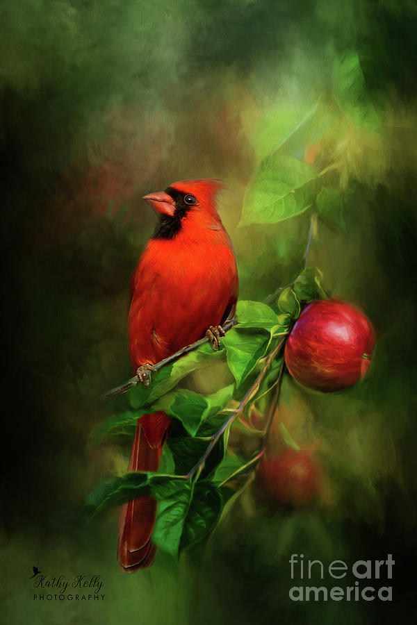 Handsome Cardinal Mixed Media by Kathy Kelly