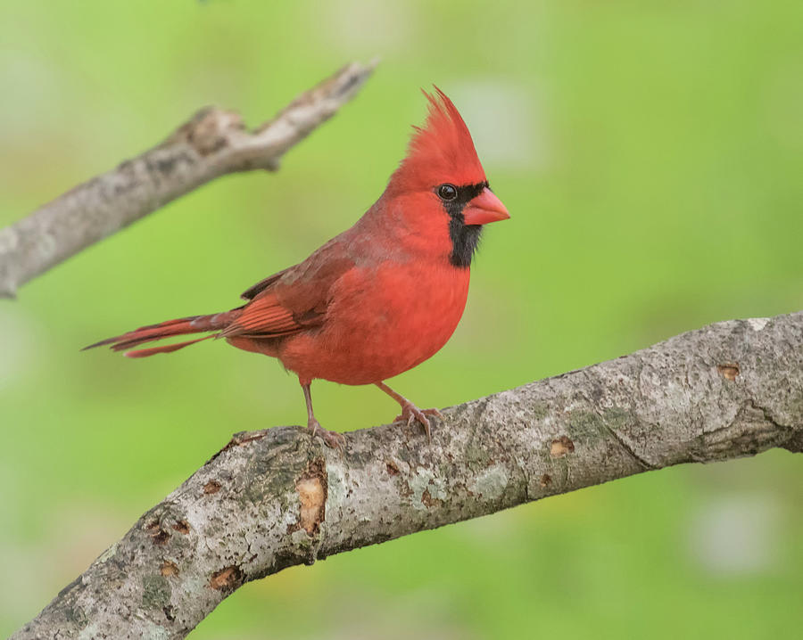 Handsome Cardinal Photograph by Thomas Kaestner - Fine Art America