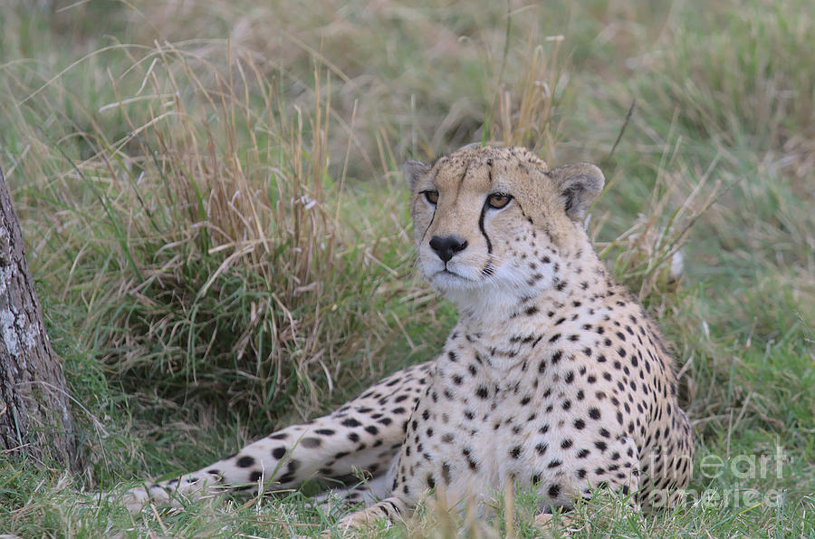 Handsome Cheetah Looking Alert For Prey And Lying Down In The Wild Grass Of The Masai Mara, Kenya, Photograph by Nirav Shah