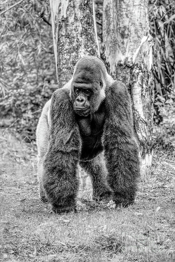 Handsome Gorilla In The Jungle Grayscale Photograph by Jennifer White