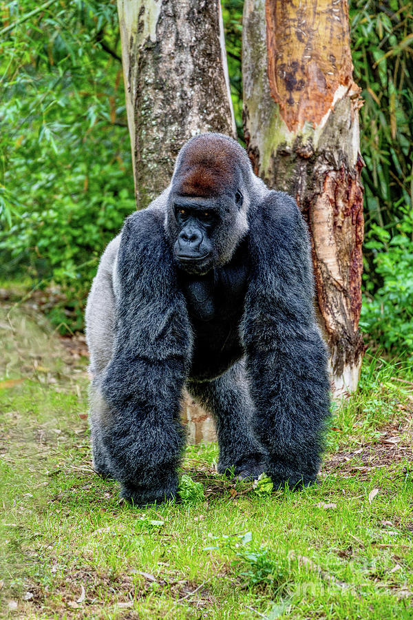 Handsome Gorilla In The Jungle Photograph by Jennifer White