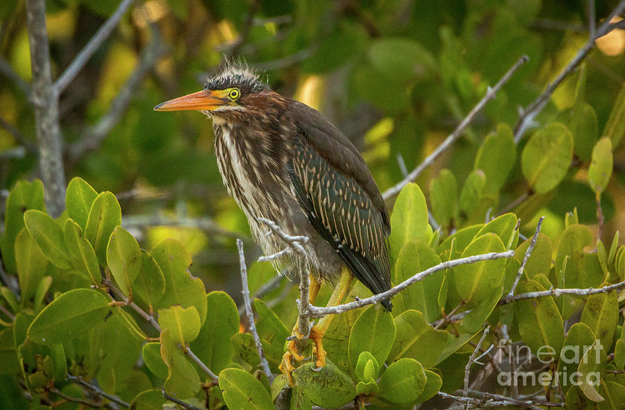 Handsome Green Heron Photograph by Tom Claud