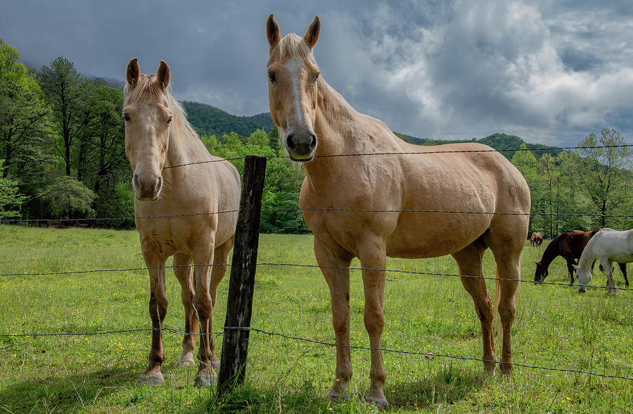 Palomino Pair in the Pasture Photograph by Marcy Wielfaert