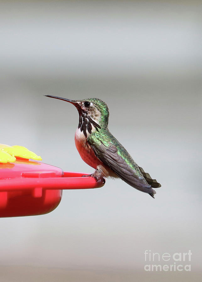Handsome Hummingbird Photograph by Carol Groenen