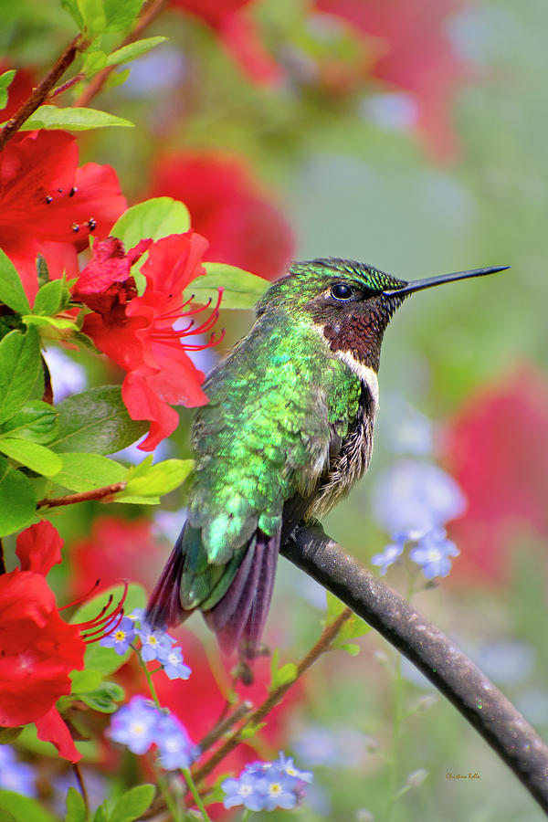 Handsome Hummingbird Photograph by Christina Rollo