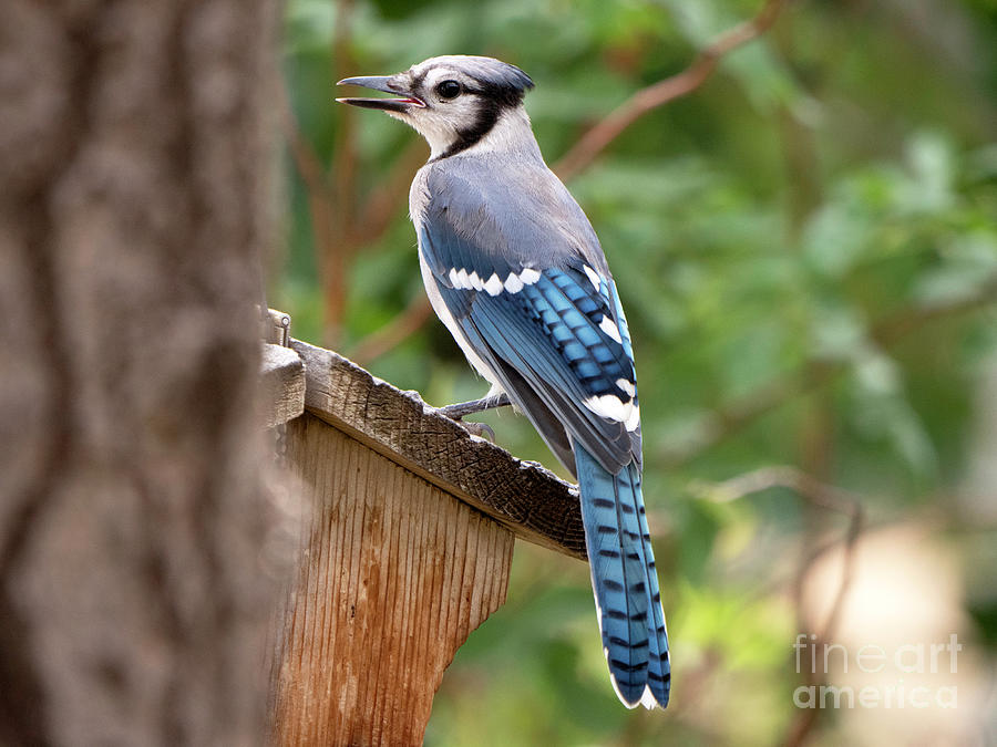 Bluejay Photograph - Handsome by Jennie MacDonald Bluejay Photograph - Handsome by Jennie MacDonald