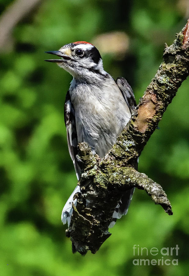 Handsome Juvenile Male Downy Woodpecker Photograph