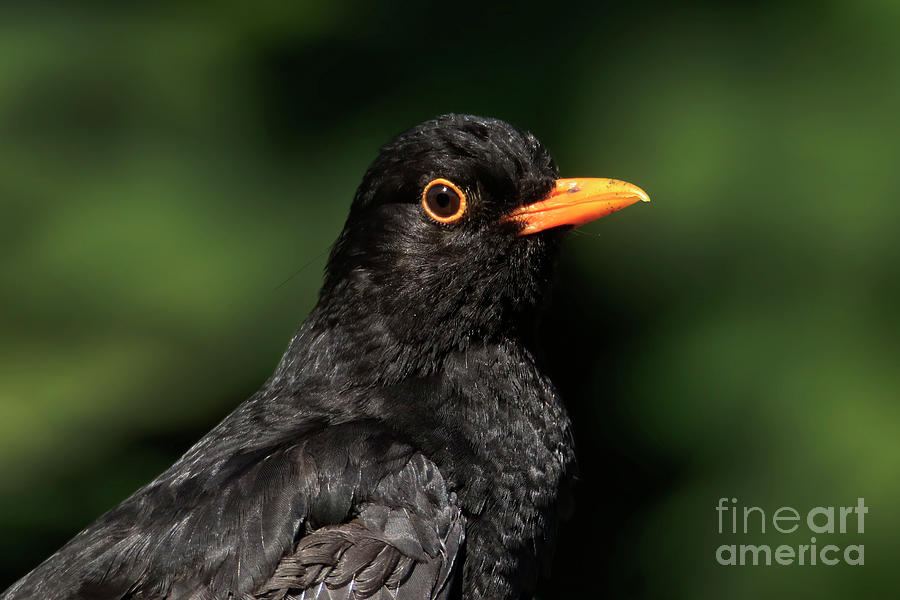 Handsome male Blackbird Photograph by Terri Waters