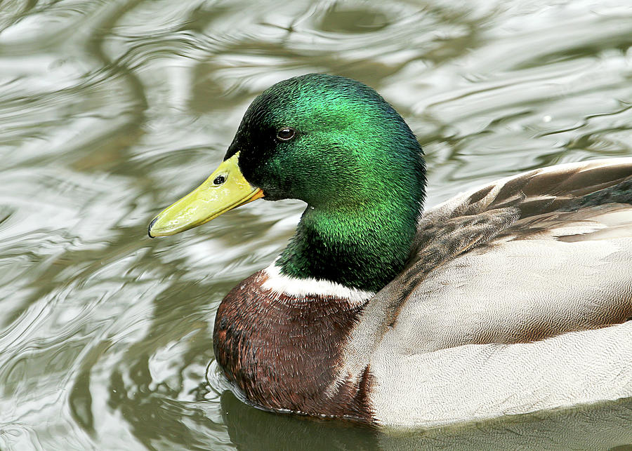 Handsome Male Mallard Duck Photograph by Peggy Collins