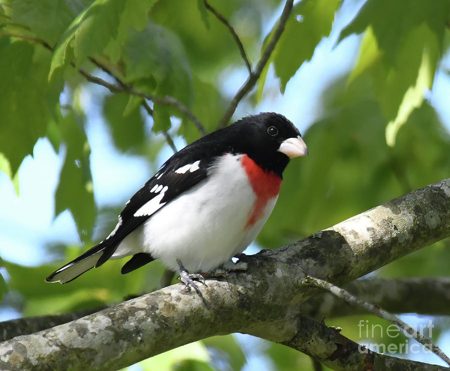 Handsome Male Rose Breasted Grosbeak Photograph By Kerri Farley Fine   Handsome Male Rose Breasted Grosbeak Kerri Farley 