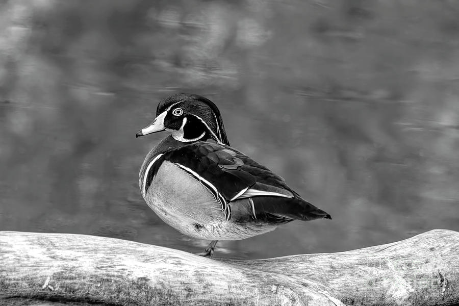 Duck Photograph - Handsome Male Wood Duck BW by Elisabeth Lucas